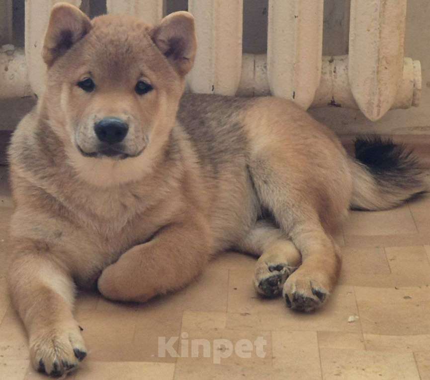 Собаки в Новосибирске: Кобель сиба ину 4 месяца Мальчик, 70 000 руб. - фото 1