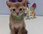 Кошки в Москве: Абиссинские котята  Девочка, 45 000 руб. - фото 4