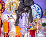 Собаки в Красноярске: Щенки американского питбультерьера Девочка, 45 000 руб. - фото 4