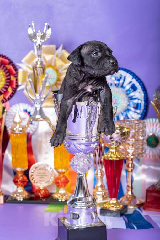 Собаки в Красноярске: Щенки американского питбультерьера Девочка, 45 000 руб. - фото 4