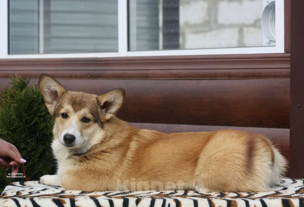 Собаки в Москве: Щенок вельш корги мальчик. Мальчик, 40 000 руб. - фото 3