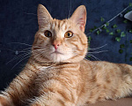 Кошки в Липецке: Отдаю в новую семью рыжика - Ларри Мальчик, Бесплатно - фото 1