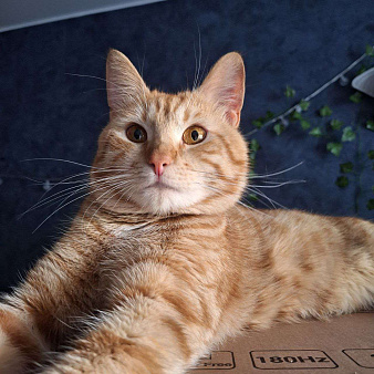 Отдаю в новую семью рыжика - Ларри