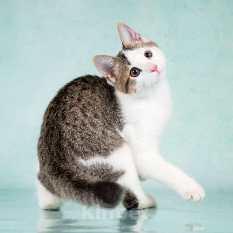 Кошки в Москве: Супер-ласковый и весело-играющий котенок Брюс Ли ищет дом Мальчик, 1 руб. - фото 6