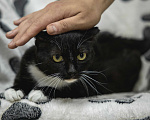 Кошки в других городах Московской области: Кошка Сандра ищет дом Девочка, Бесплатно - фото 4
