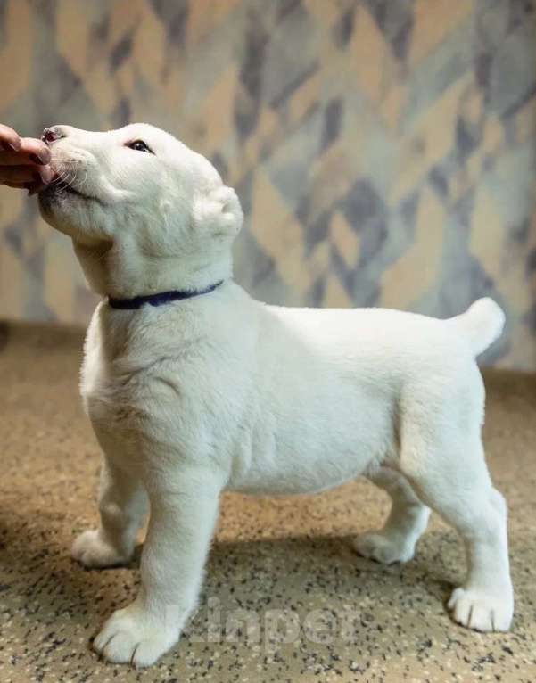 Собаки в Кемерово: Высокопородные щенки среднеазиатской овчарки, д.р. 30.10.25, девочки и мальчики, от Чемпионов Росси  Мальчик, Бесплатно - фото 3