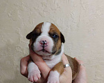Собаки в Белгороде: Щенки американского стаффордширского терьера  Девочка, 80 000 руб. - фото 1