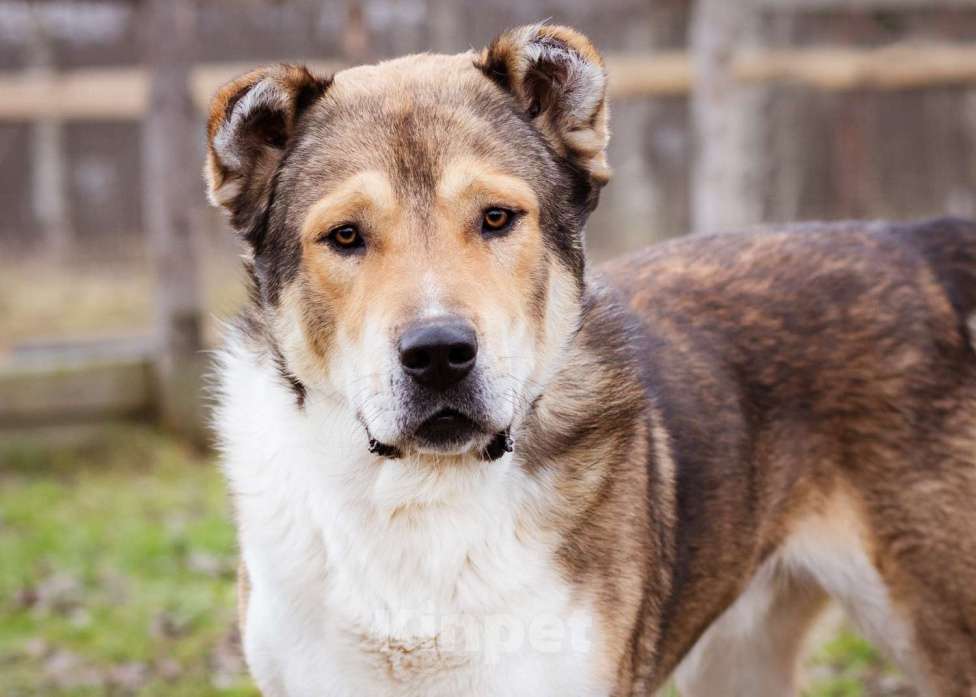 Собаки в Москве: Михаил Потапыч - плюшевый алабайка в приюте, ищет дом Мальчик, Бесплатно - фото 5