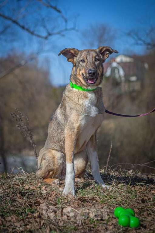 Собаки в Москве: Мудрая и понимающая малышка Молли в добрые руки Девочка, Бесплатно - фото 2