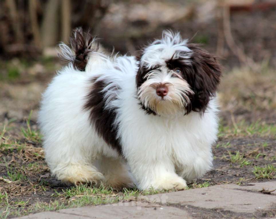 Собаки в других городах Московской области: щенок породы Хаванез на продажу Мальчик, 130 000 руб. - фото 3