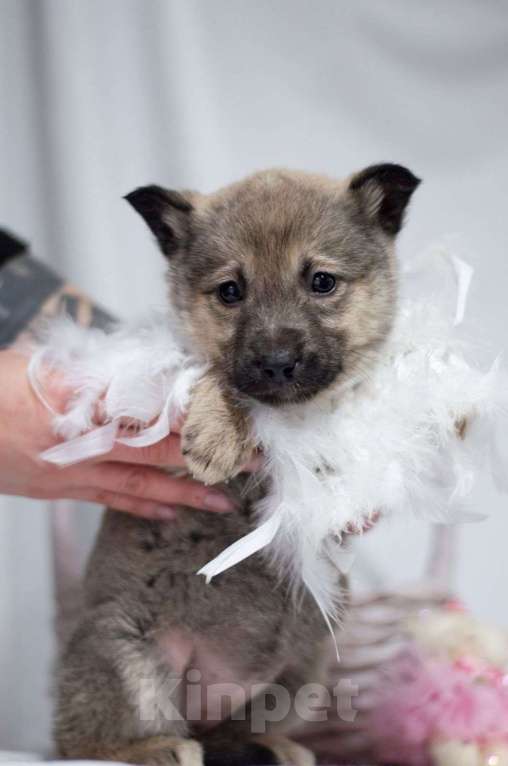 Собаки в Ногинске: Малышка Пипу в поисках дома Девочка, Бесплатно - фото 5