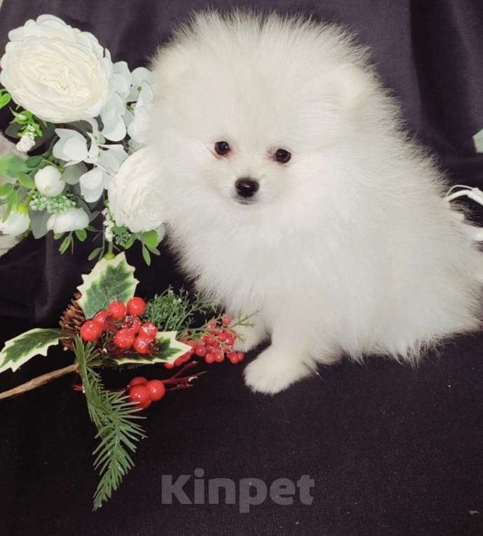 Собаки в Кирове: Продаю померанских шпица Девочка, 60 000 руб. - фото 2