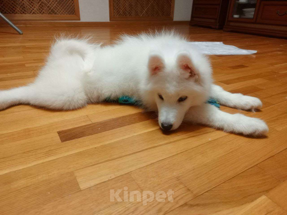 Собаки в Нижнем Новгороде: Продается волшебная сука самоеда Девочка, 25 000 руб. - фото 4