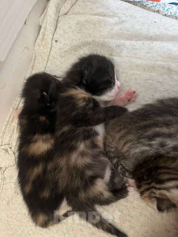 Кошки в Симферополе: Домашние, здоровые котята Девочка, 30 руб. - фото 2