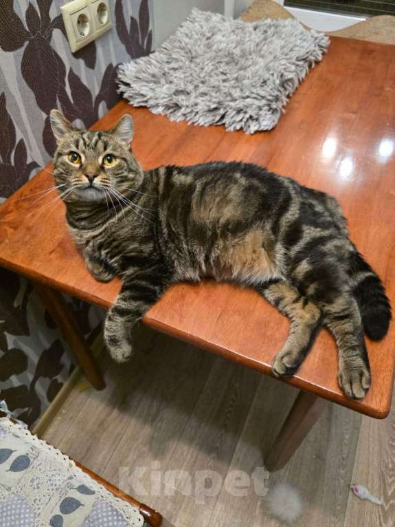 Кошки в Москве: Нежный котик Кузя в добрые руки  Мальчик, Бесплатно - фото 3