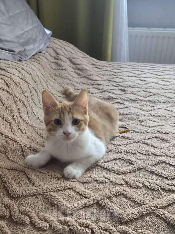 Кошки в Ростове-на-Дону: Ищем хорошие руки мальчику Мальчик, Бесплатно - фото 8