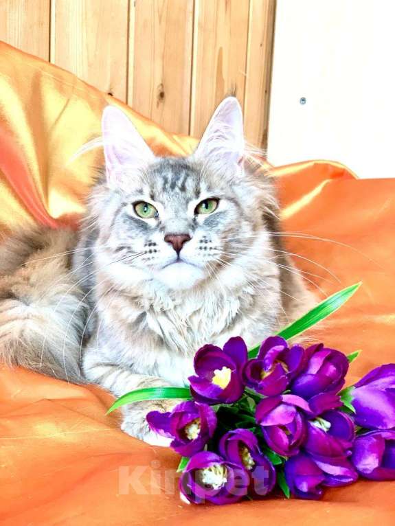 Кошки в Челябинске: 🔥🔥🔥 КОТЯТА МЕЙН-КУН ПОЛИДАКТ И КЛАССИКА Девочка, Бесплатно - фото 3