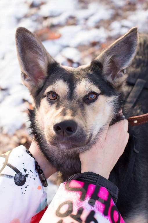 Собаки в Москве: Агата - маленькая квартирная собака, брошенная хозяевами в метро  Девочка, Бесплатно - фото 4