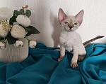 Кошки в Горячем Ключе: Котенок Девон Рекс девочка сил поинт табби с голубыми глазами Девочка, 60 000 руб. - фото 1