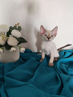 Котенок Девон Рекс девочка сил поинт табби с голубыми глазами