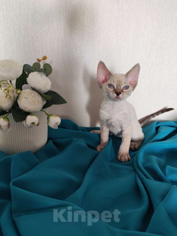 Кошки в Горячем Ключе: Котенок Девон Рекс девочка сил поинт табби с голубыми глазами Девочка, 60 000 руб. - фото 1