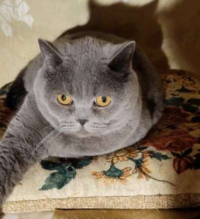 Кошки в Москве: Красивый котик Веня в дар Мальчик, Бесплатно - фото 1