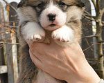 Собаки в Москве: Вельш корги пемброк Мальчик, 50 000 руб. - фото 5