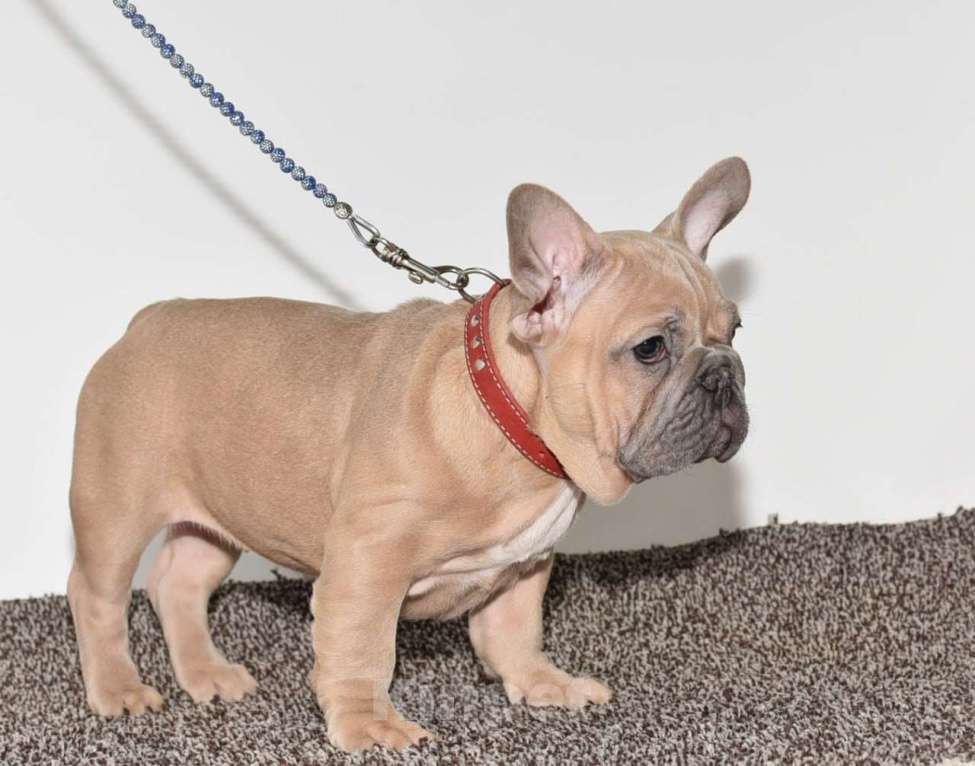 Собаки в Москве: Девочка Зимушка Девочка, 55 000 руб. - фото 1