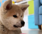 Собаки в Санкт-Петербурге: Очаровательный щенок Акита Ину ищет самые лучшую семью Девочка, Бесплатно - фото 1