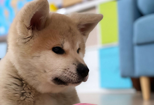 Объявление: Очаровательный щенок Акита Ину ищет самые лучшую семью, Бесплатно, Санкт-Петербург