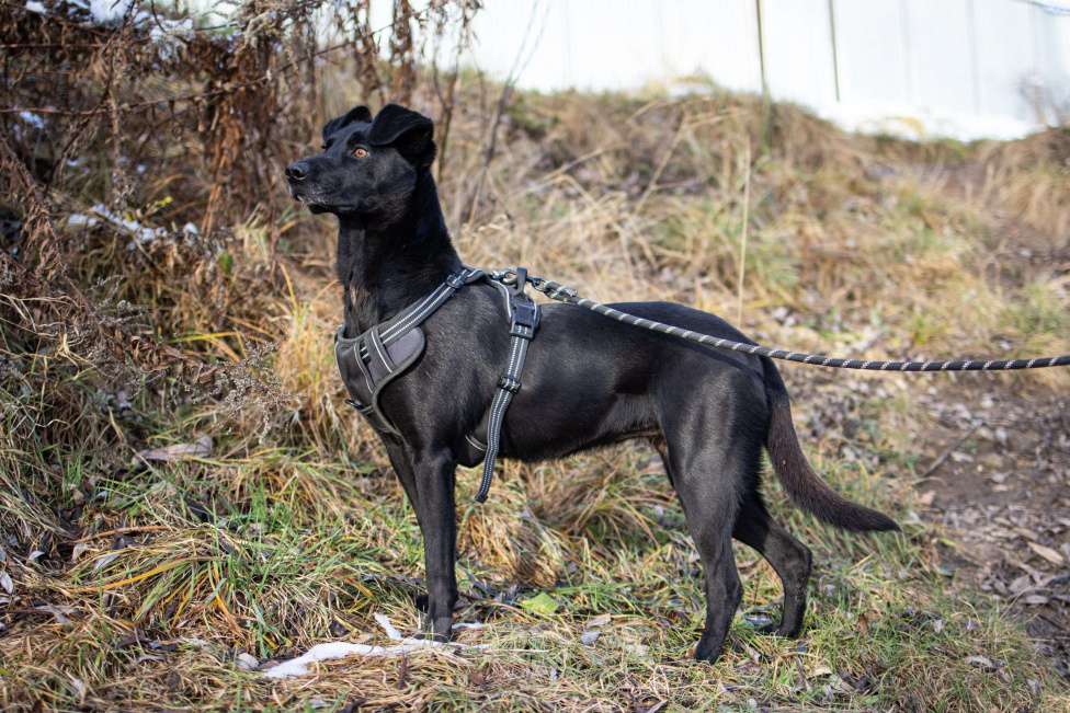 Собаки в Красногорске: Альма нуждается в доме, где её по-настоящему полюбят Девочка, 1 руб. - фото 5
