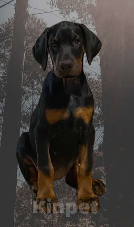 Собаки в Чехове: Шикарный щенок добермана РКФ Мальчик, 90 000 руб. - фото 2