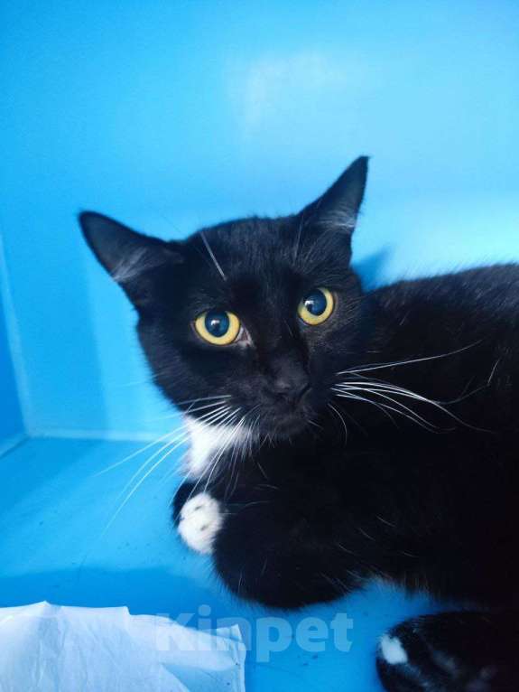 Кошки в Москве: Хозяйку - в психбольницу. Кошку - на улицу. Девочка, Бесплатно - фото 3