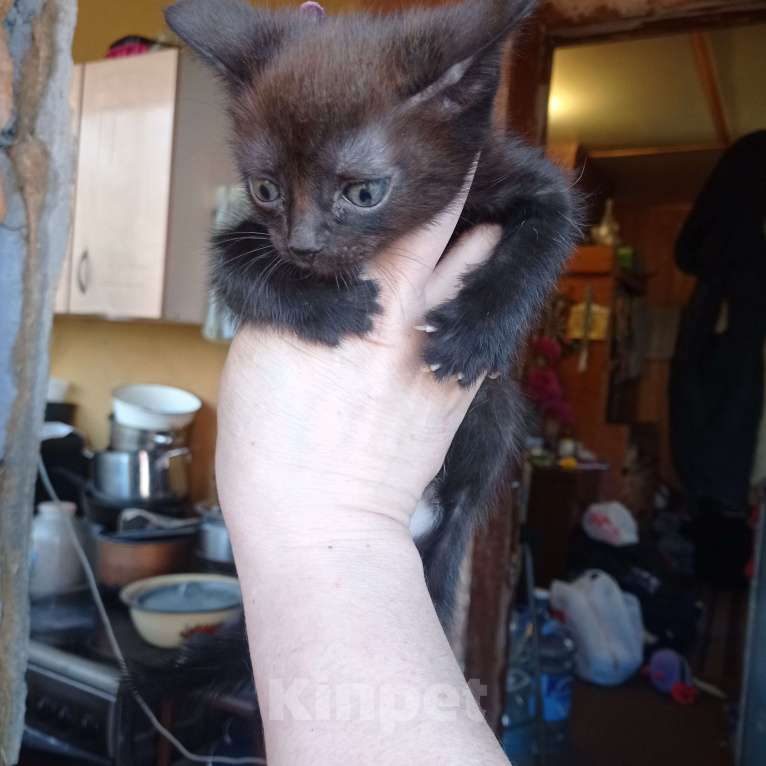 Кошки в Екатеринбурге: Котята Девочка, 100 руб. - фото 6