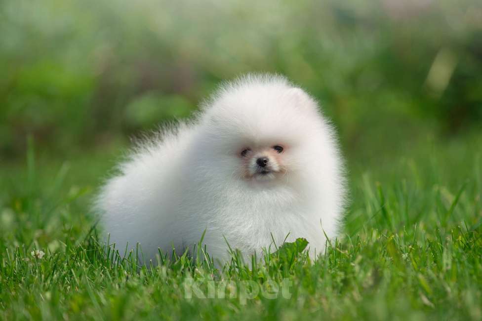 Собаки в Санкт-Петербурге: Марлекс Солар Кинг  Мальчик, 100 000 руб. - фото 10