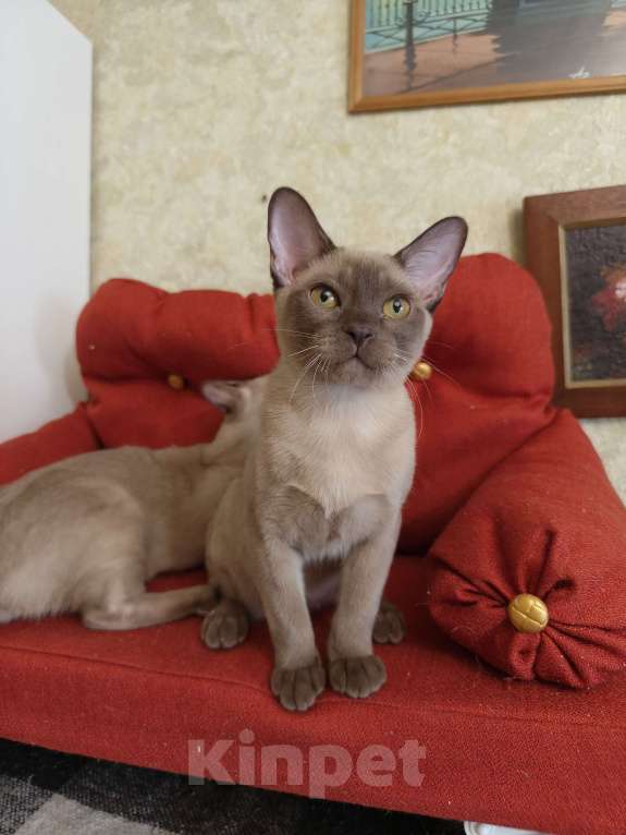 Кошки в Лыткарино: Котята бурма европейская Мальчик, 30 000 руб. - фото 4