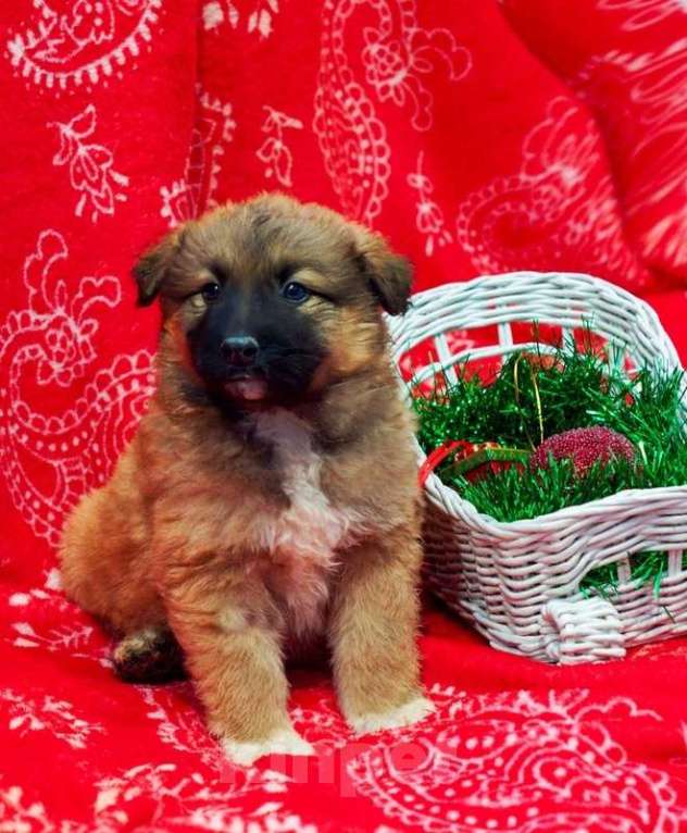 Собаки в Москве: Щенки от мамы бордер-колли в добрые руки Мальчик, 1 руб. - фото 10