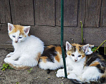Кошки в Москве: Котята ищут дом Девочка, Бесплатно - фото 8