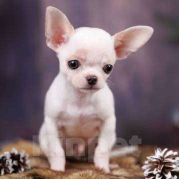 Собаки в Москве: Чихуахуа мальчик щенок Мальчик, 45 000 руб. - фото 1