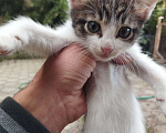 Кошки в Сочи: Котенок Мальчик, Бесплатно - фото 2