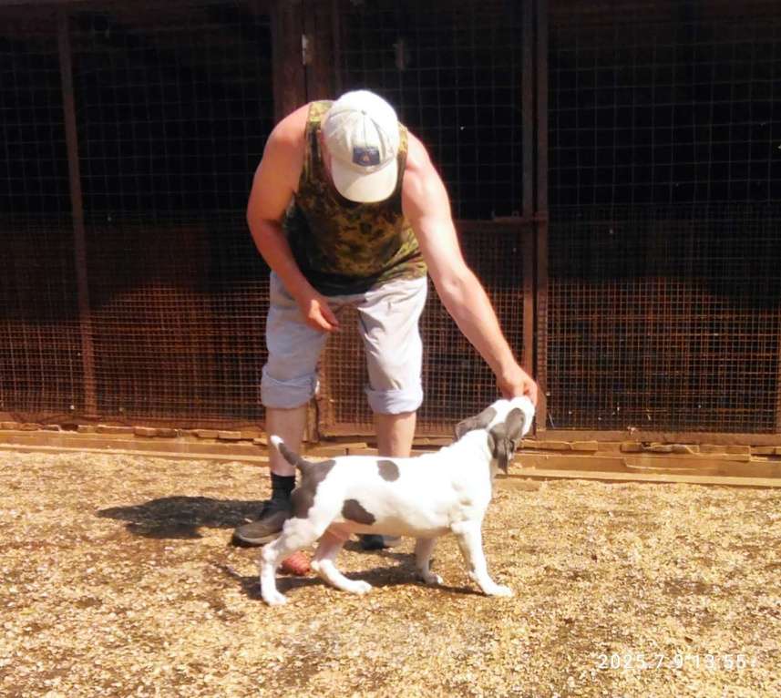 Собаки в других городах Московской области: Амстафф, мальчик бел-голуб Мальчик, 35 000 руб. - фото 2