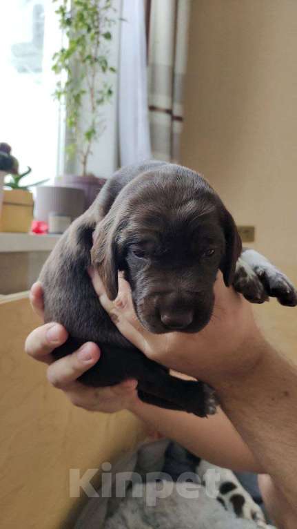 Собаки в Новосибирске: Щенок курцхаара Девочка, 45 000 руб. - фото 1