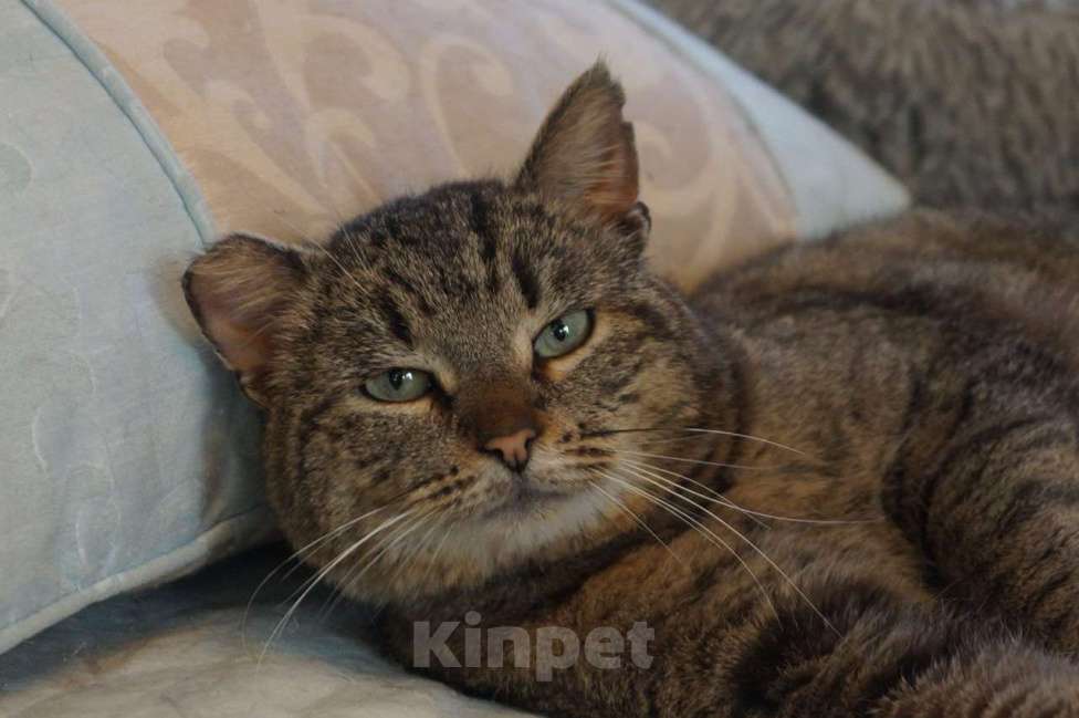 Кошки в Москве: Котик Борис в добрые руки Мальчик, Бесплатно - фото 1