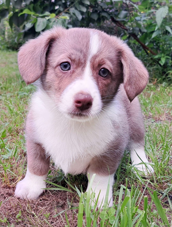 Собаки в Москве: Тигрулька Красотулька Девочка, 35 000 руб. - фото 2