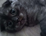 Кошки в Тамбове: Милая Чернушка  Девочка, 2 500 руб. - фото 2