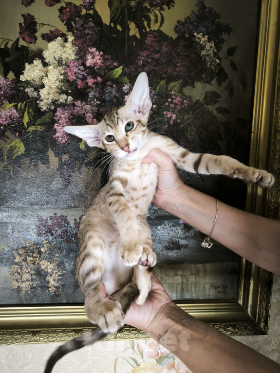 Кошки в Москве: Ориентальный котенок девочка Девочка, 65 000 руб. - фото 3