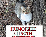 Кошки в Ульяновске: Возьмите ласковую кошечку Девочка, Бесплатно - фото 1