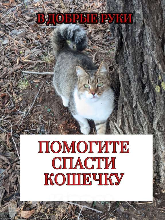 Кошки в Ульяновске: Возьмите ласковую кошечку Девочка, Бесплатно - фото 1