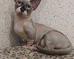 Кошки в Старом Осколе: Сладкий бегемотик бамбино ждёт Вас Мальчик, 25 000 руб. - фото 1