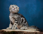Кошки в Барнауле: Котик-фолд Вилли🤎 Мальчик, Бесплатно - фото 10
